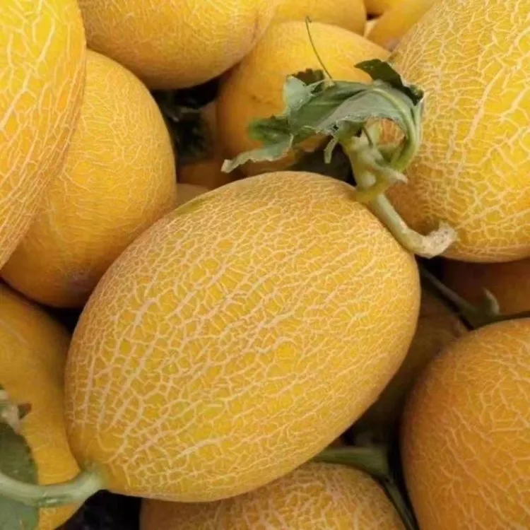 (头茬商品果)金色年华哈密瓜皮薄脆甜多汁商超品质当季新鲜水果1