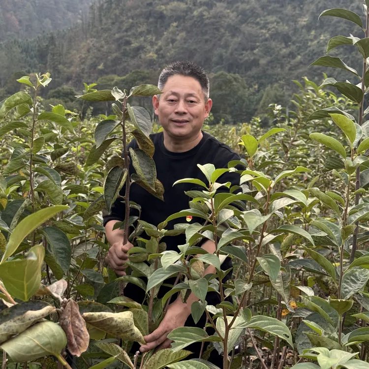 精品盆景树（裸根苗）