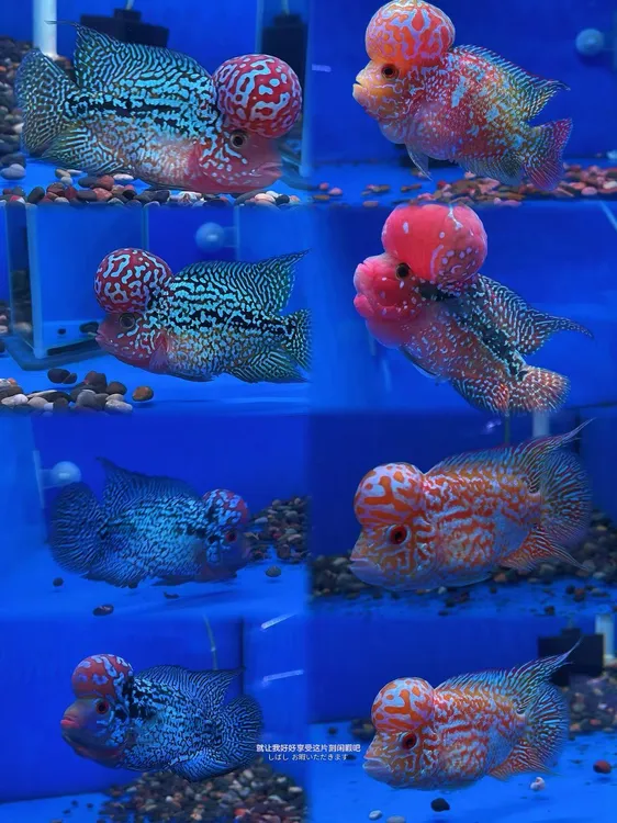 11.11活动泰国金花罗汉鱼F3小亚成（一物一拍）