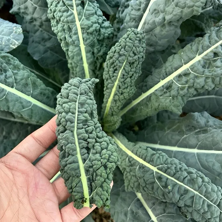 【皱叶菜种子】皱叶甘蓝种子叶用皱叶菜羽衣甘蓝黑甘蓝种籽脆嫩可口