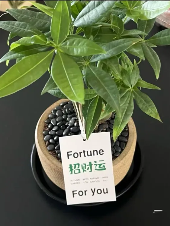 室内招财盆栽植物绿植办公室室内绿植正宗客厅发财树绿植盆栽