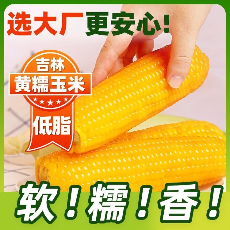 【YY专属】东北鲜食黄糯玉米新鲜真空粘糯玉米代餐粘苞米10根2.75kg