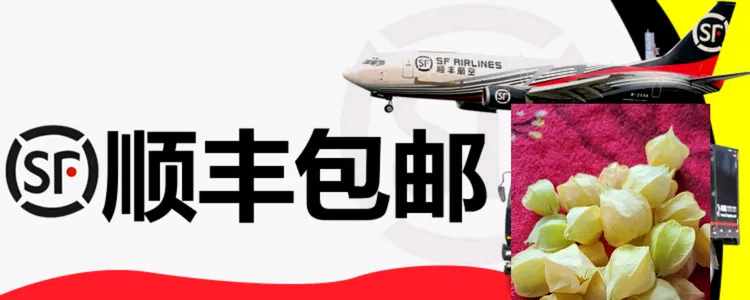 东北大地姑娘果新鲜采摘当季水果产地直发菇娘果灯笼果东北姑娘果