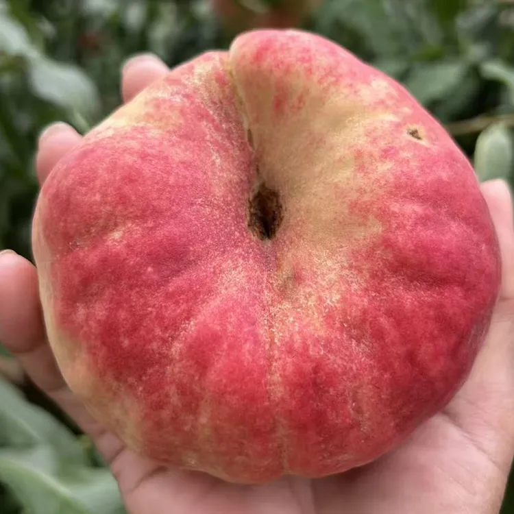 平谷今年最后一款红毛蟠。坡地蟠21脆甜果肉厚，自然成熟，现摘现发。