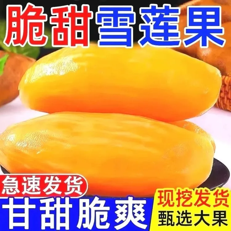 正宗云南天山雪莲果脆甜多汁超大果清甜无渣高原直发新鲜采摘商品图