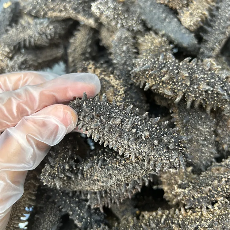 250g俄罗斯海参萨哈林北方四岛大红参原货纯淡干9.5成干肉厚劲道