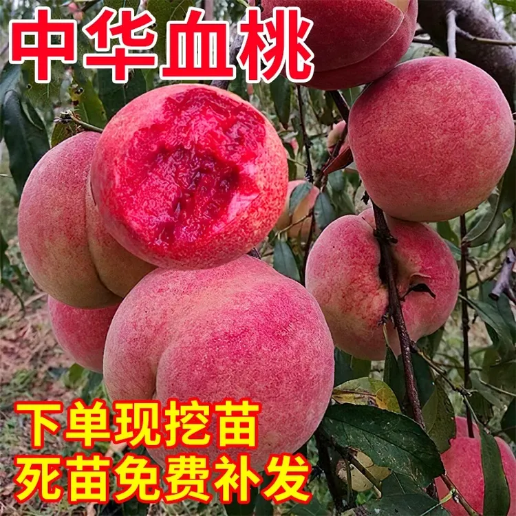 【买一送一】正宗嫁接桃树苗中华血桃水蜜桃黄桃油桃盆栽地栽均可