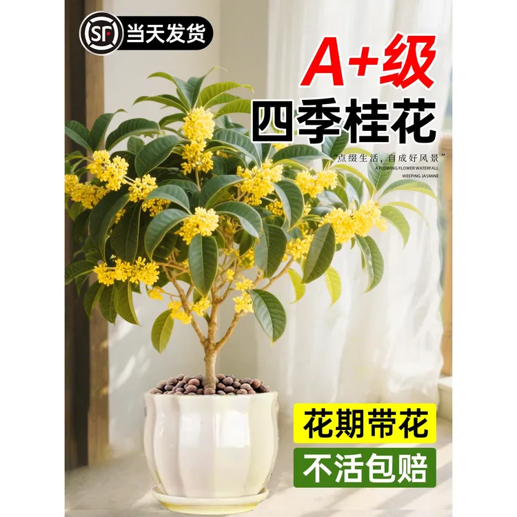 桂花盆栽四季桂树苗浓香型可食用室内花卉植物庭院绿植物阳台开花