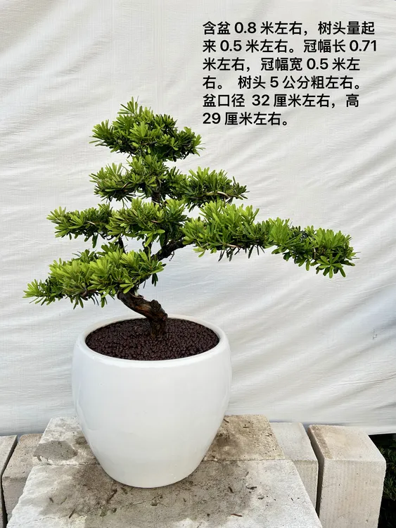 正宗台湾金钻老桩罗汉松客厅四季常青植物室内客厅盆栽好养活绿植