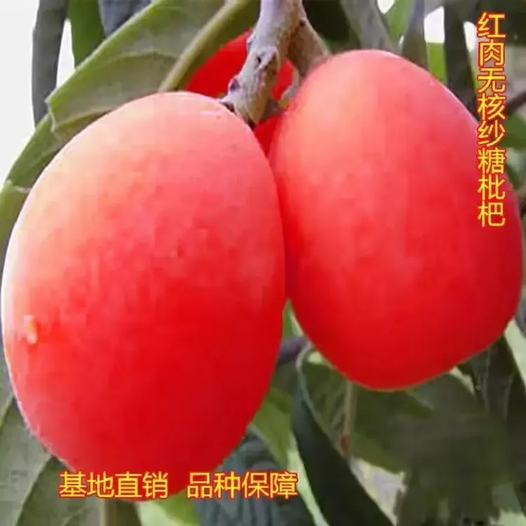 红肉枇杷树苗嫁接砂糖枇杷苗盆栽果树南北方种庭院地栽白玉枇杷苗