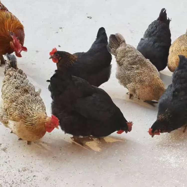 广西桂林农家散养土鸡走地鸡老母鸡现杀冷冻净膛发货顺丰冷链