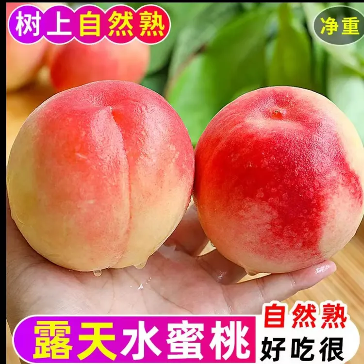 Z头茬露天水蜜桃新鲜采摘脆软两吃爆汁夏日应季水果产地直发