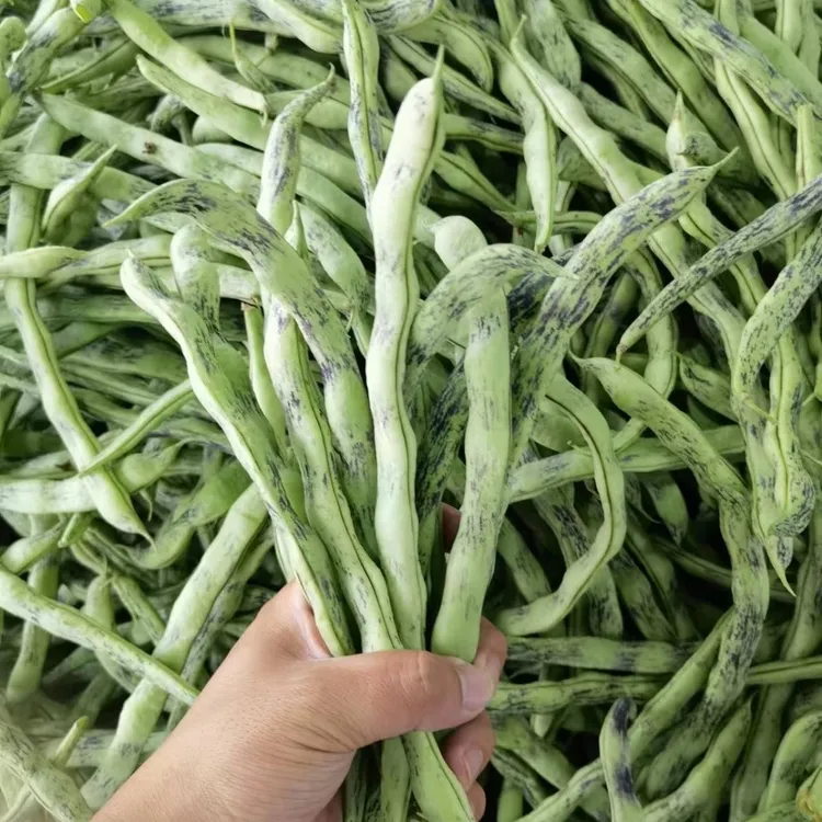 东北辽宁紫纹花皮豆角花豆角老品种花皮芸豆新鲜蔬菜