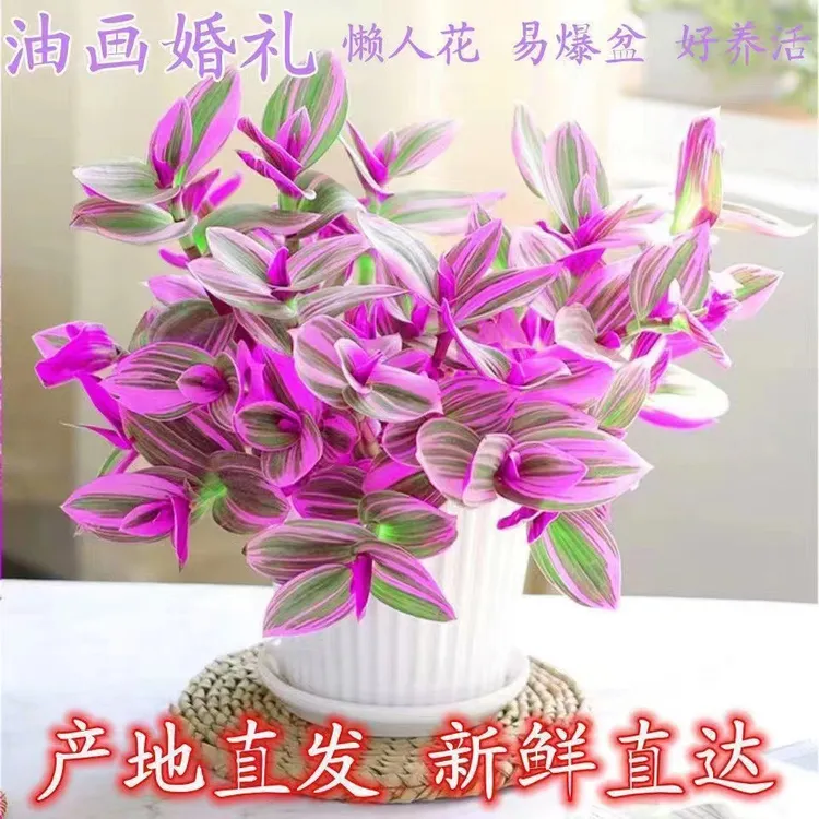 油画婚礼三色懒人进口吊兰易爆盆好养活吸甲醛室内办公多肉植物