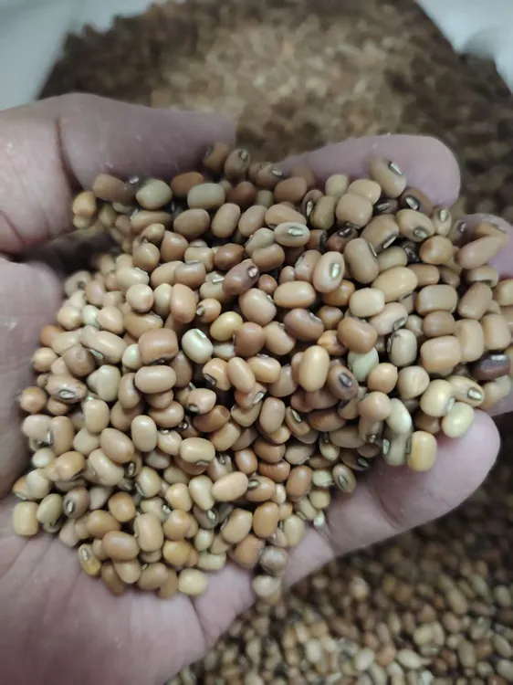农家豆类各种豆子豆人豆软面鲜香可煮食打豆浆