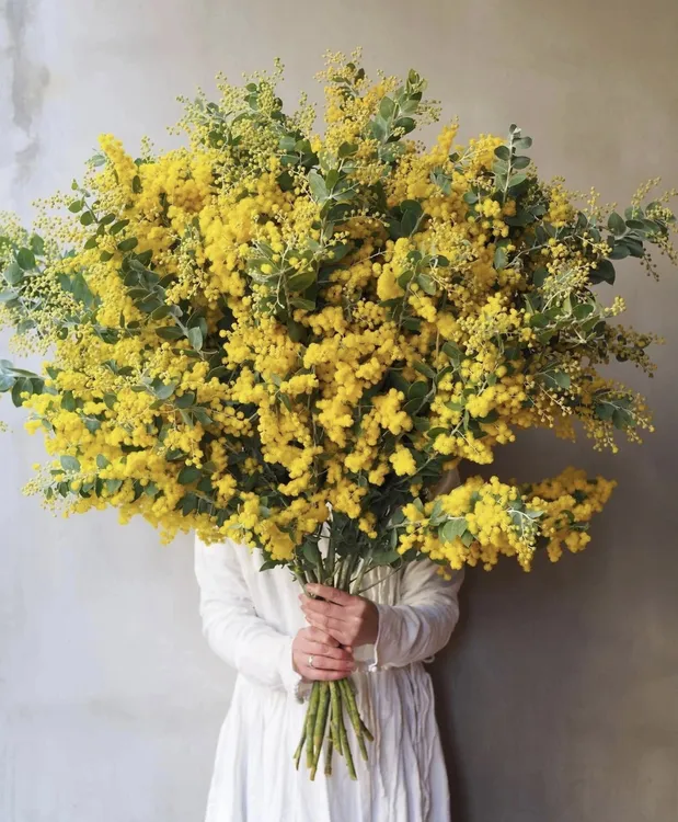 金合欢鲜花云南基地直发可做干花