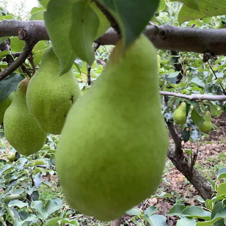 东北农家自产苹果树嫁接新梨巴梨软梨香蕉梨新鲜现摘鲜嫩多汁软香