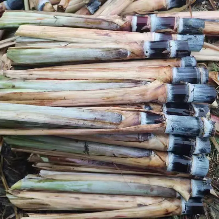 广西黑皮甘蔗尾巴