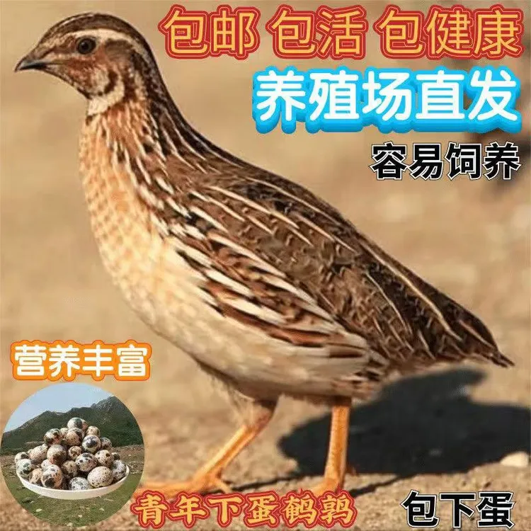 鹌鹑活体天天可下蛋繁殖鹌鹑鸟活物阳台饲养小鸡青年黄羽鹌鹑活苗