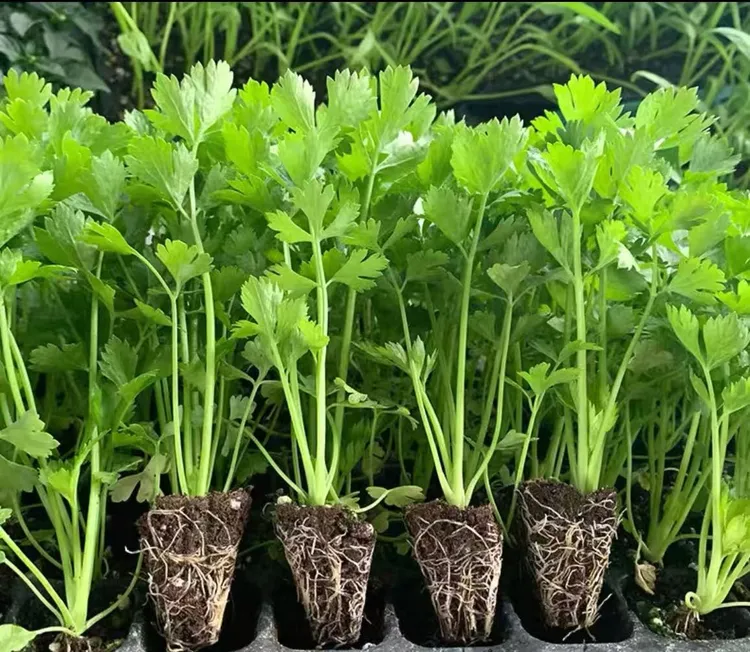 芹菜苗带土发货四季芹菜苗大肉西芹苗带土球蔬菜苗