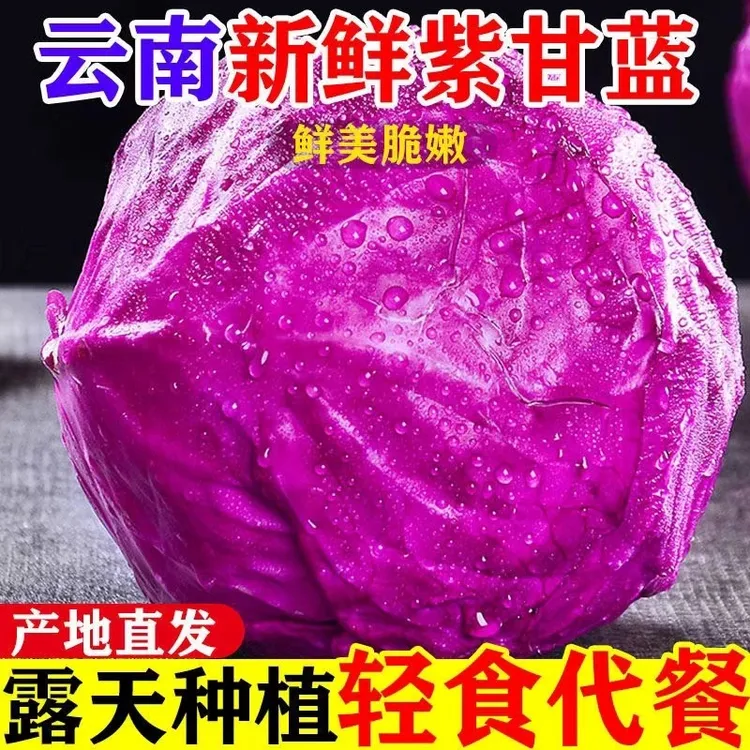 云南紫包菜紫甘蓝农家蔬菜脆嫩爽口沙拉菜紫甘蓝新鲜新鲜紫甘蓝
