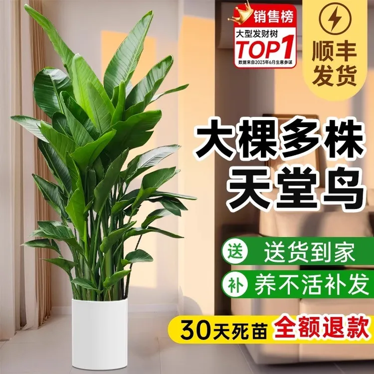天堂鸟盆栽客厅绿植高级感客厅室内大型鹤望兰植物好养办公室落地