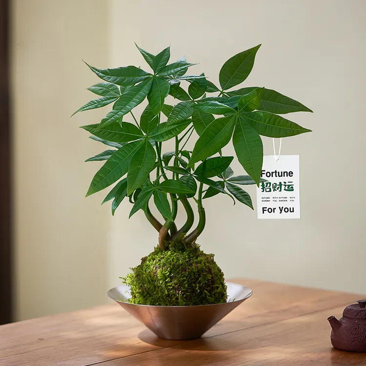 水培发财树苔藓球盆栽室内桌面发财树盆栽客厅招财绿植盆栽室内