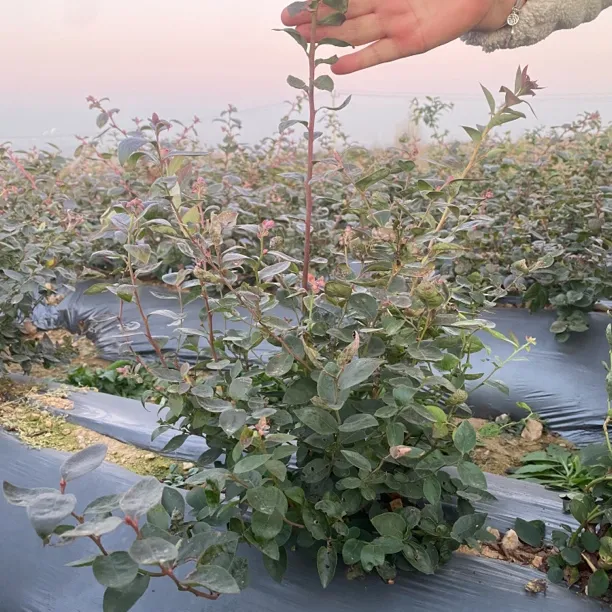 盆栽蓝莓树苗南北种植