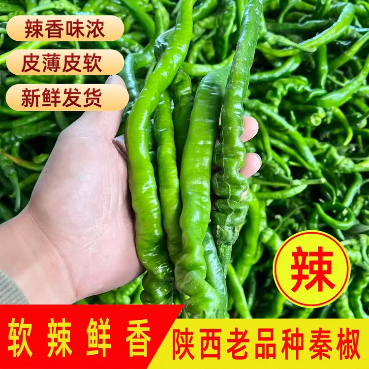 正宗陕西秦椒新鲜薄皮微中辣螺丝椒农家自种当季蔬菜现摘现发