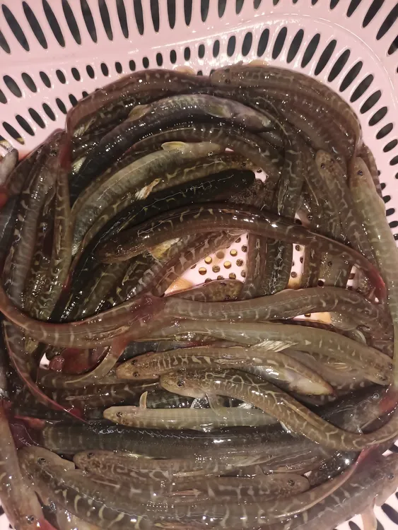 美味红尾巴鱼鲜货处理后冰鲜发货