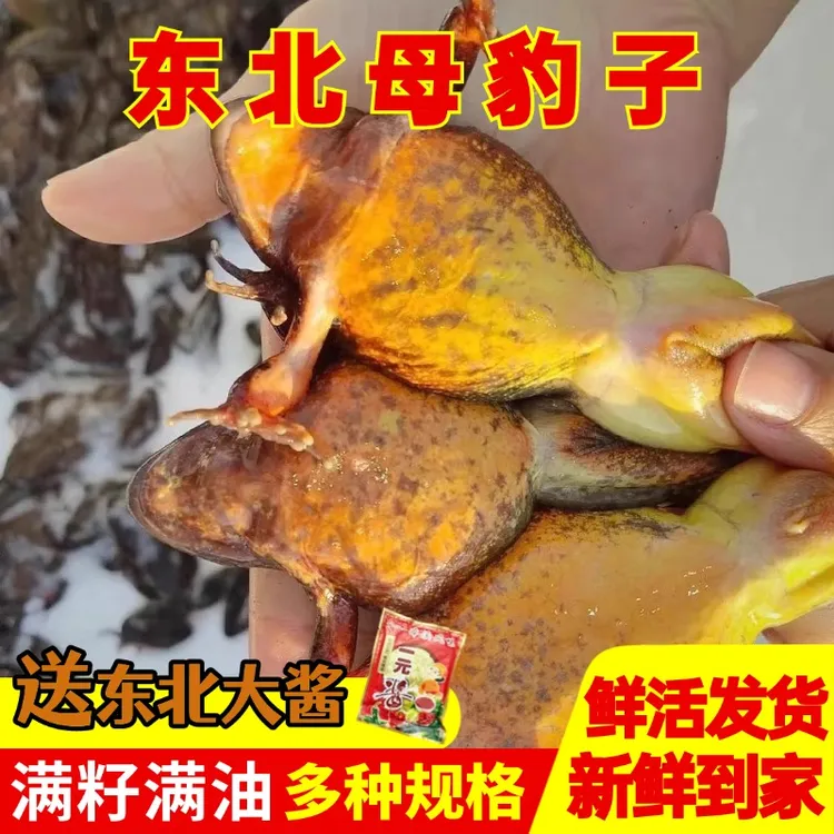 【东北林蛙】1东北蛤蟆公狗子母豹子母蛤蟆河鲜1斤起