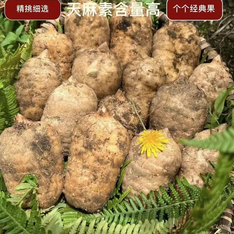 云南昭通彝良小草坝新鲜天麻炖鸡炖排骨煲汤泡酒仿野深山三年种植