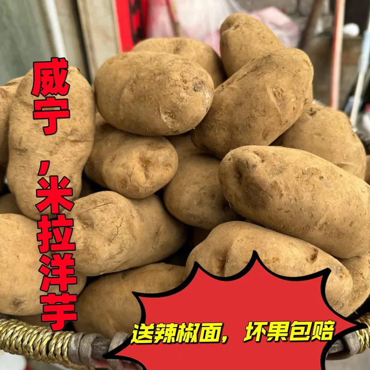 贵州威宁洋芋7斤起老品种米拉洋芋