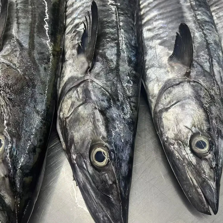 6斤正宗康氏马鲛鱼博贺港新鲜鲜活速冻深海海钓肉质鲜嫩顺丰包邮