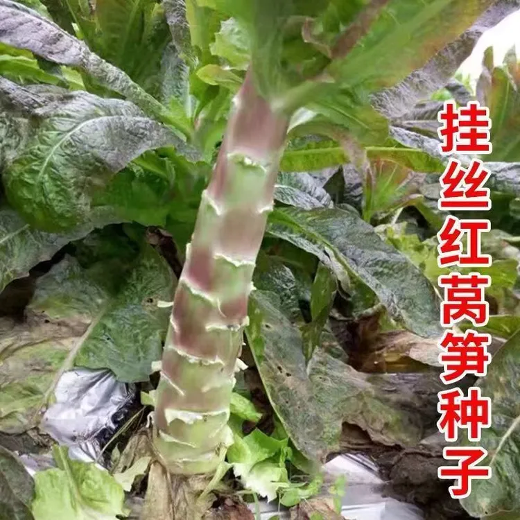 莴苣种籽香莴笋四季莴苣种子莴笋菜种籽秋冬农家红莴笋种子蔬菜种