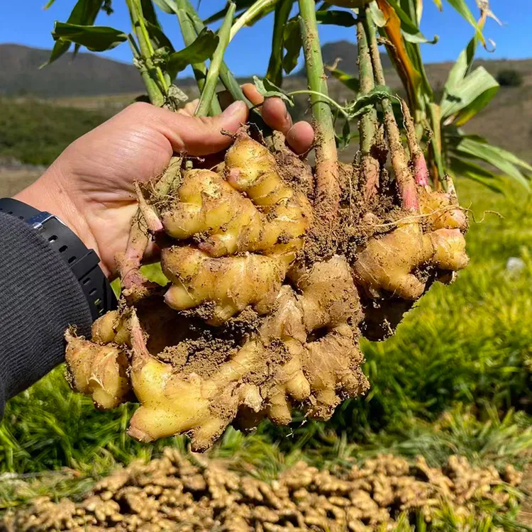 云南高山现挖新姜当季嫩姜新鲜生姜现挖高山沙姜新姜土姜蔬菜包邮
