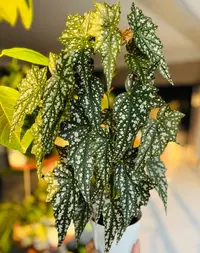 点地梅秋海棠网红绿植室内阳台耐荫观叶植物