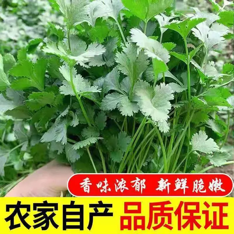 (净重更实惠)山东聊城莘县应季香菜毛菜新鲜现挖现发新鲜到家