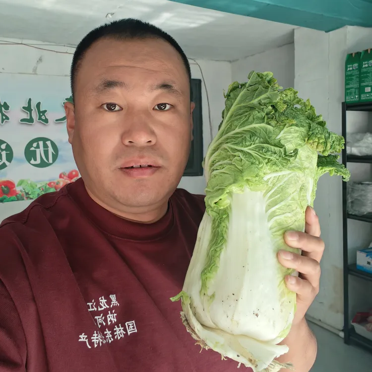 黑龙江讷河大白菜