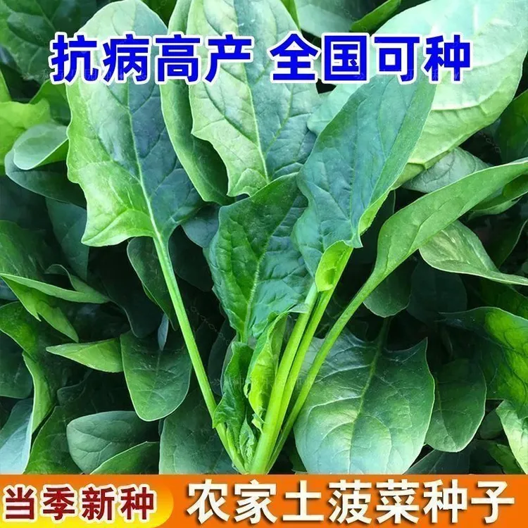 【任意拍满5包包邮】菠菜种子农家土菠菜盆栽地栽小院种植蔬菜种籽