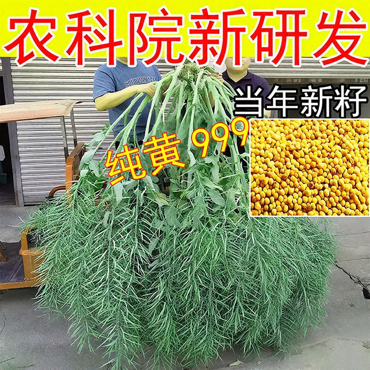 高产一代杂交四川油菜种子出油多耐寒黄油菜籽大荚大粒矮杆早熟