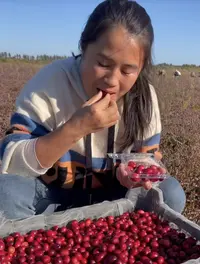 虎林原产地蔓越莓鲜果 100克/件 表面有斑点为蔓越莓正常表现