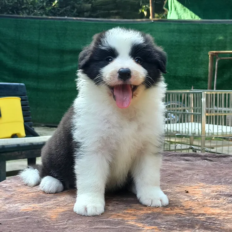 边牧幼犬  边境牧羊犬  边牧   狗狗  宠物
