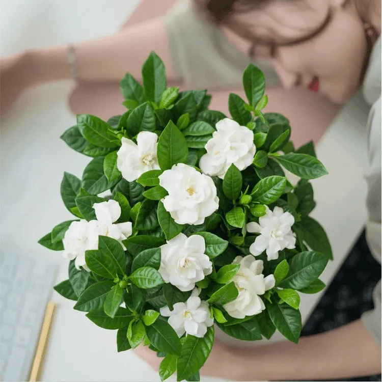 中秋好物大叶栀子花盆栽浓香型栀子花花卉绿植室内客厅阳台绿植