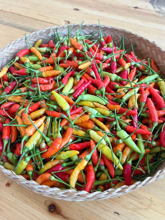 云南正宗老品种小米辣（可炒菜做蘸水）现摘现发