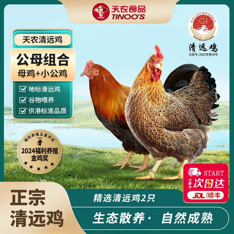 【公母组合】天农正宗纯种广东清远鸡散养土鸡清远鸡母鸡+小公鸡