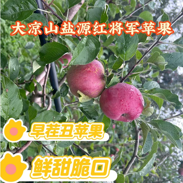 四川大凉山盐源冰糖红将军苹果新鲜现摘当季时令脆甜好吃