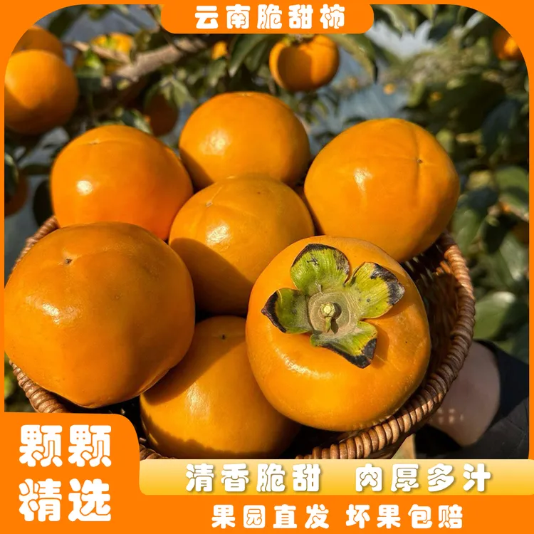 云南巧克力脆柿子新鲜当季水果黄甜硬柿脆甜多汁单果100克+