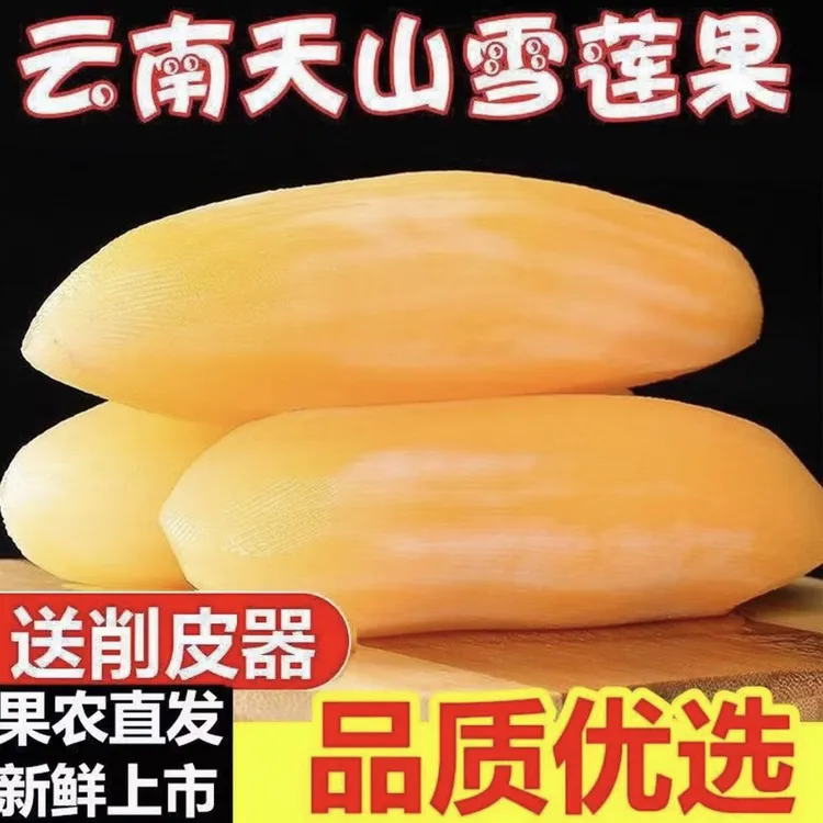 云南天山雪莲果新鲜应季现挖黄心清甜脆爽多汁水果产地直发