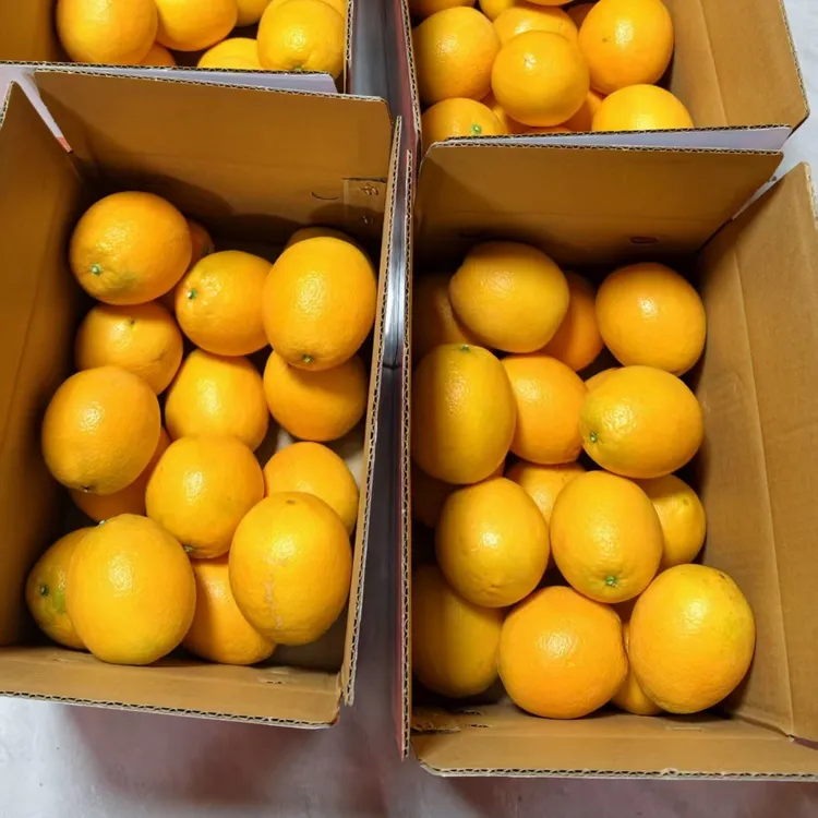 新鲜精品赣南脐橙脆嫩化渣